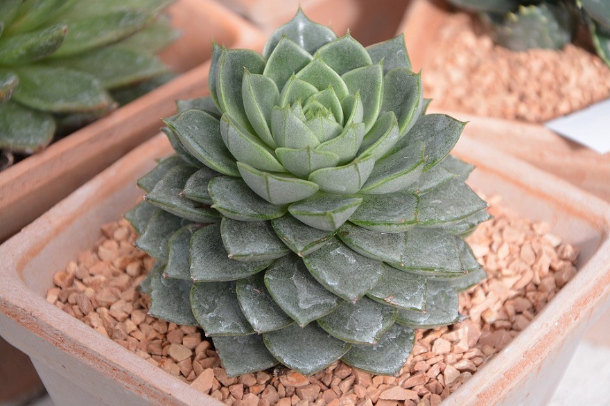 seramis succulent (4).jpg